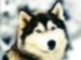 Benutzeravatar