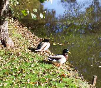 am "Anfang" des Rosensteinparks