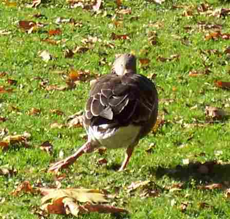 Ente mit Beckenschiefstand beim Mittagsschlaf