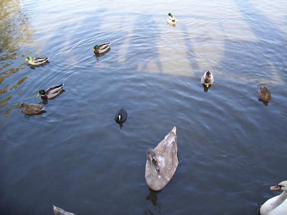 die Enten hatten sooo viel Hunger und wir waren fast die einzigen Gäste