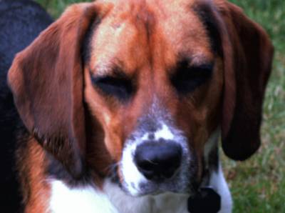 Mein Hundi ;-)