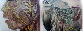 Um 1800 (Fyfe, Edimborough) wurde schon recht genau anatomisch seziert und dokumentiert. Links Sagittalansicht, auf der man den herauspräparierten Plexus intraparotideus des Nervus facialis sieht, rechts die tiefe Schicht des seitlichen Kopfes; interessant, wie der Digastricus ohne seine sehnige Verengung im mittleren Teil und die Ansa tendinis musculis digastrici wirklich breit dargestellt wird. Man sucht das Zungenbein vergebens.