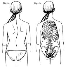 p-fig4ab.jpg
