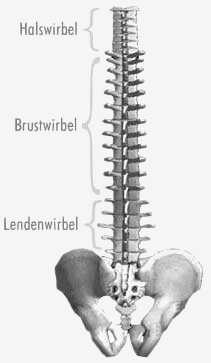 Wirbelsäulenabschnitte